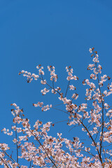 Cherry cherry blossoms on a blue sky background