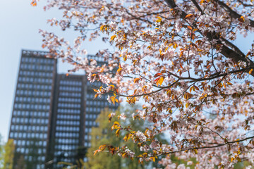 High-rise building business center photographed from a park with a pond
