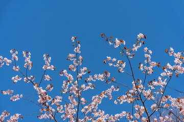 Cherry cherry blossoms on a blue sky background