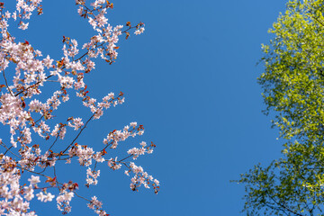 Cherry cherry blossoms on a blue sky background