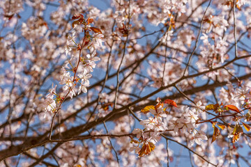 Cherry cherry blossoms on a blue sky background