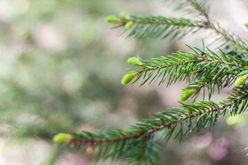 Fototapeta na wymiar Young spruce branches. Close-up on blurred greenery with copying of space, using as a background the natural landscape, ecology, fresh wallpaper concepts. Selective focus.