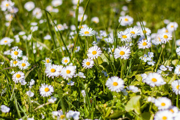 Fototapeta premium White daisy flowers spread out like a carpet in a sunny clearing in the spring forest. Spring flowering season. Background for flower design. Space for copying. Selective focus.