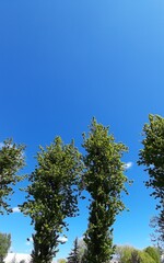trees against sky