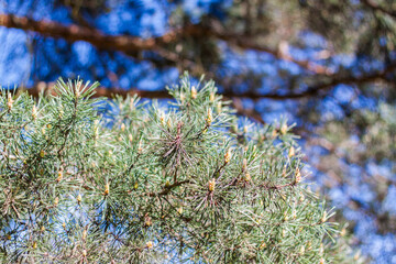 Young spruce branches. Close-up on blurred greenery with copying of space, using as a background the natural landscape, ecology, fresh wallpaper concepts. Selective focus.