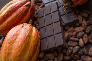 Cocoa pods. Yellow and orange cocoas. Cocoa beans. Trinitarian and Criollo cocoa. Chocolate bar.