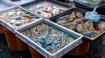 fish on a city seafood market during trading day, fish trader during his work with sea goods on trading floor, lifestyle of a marine port worker closeup