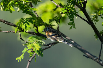 The brambling (Fringilla montifringilla)
