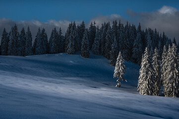 Winter landscape with forest from Pasul Rotunda, Romania