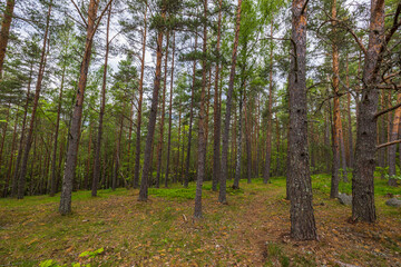 Beautiful landscape forest view of through pine trees. Sweden. 