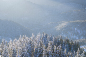 Winter landscape with forest from Pasul Rotunda, Romania