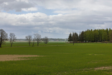 Gorgeous view of summer green field with crops. Sweden. Europe.