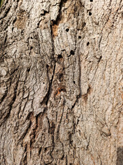 Close-up of tree bark background