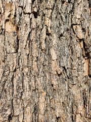 Close-up of tree bark background