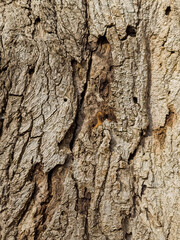 Close-up of tree bark background