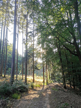 Deutscher Wald im Sommer