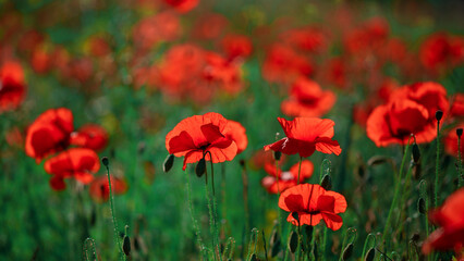 Field of poppy flowers papaver rhoeas in spring.