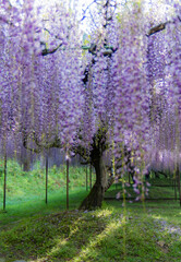 Obraz premium 白毫寺（兵庫県丹波市）の九尺藤