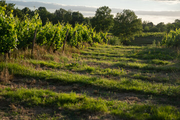 Obraz premium Vignes sud de la France