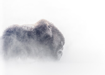 Muskox in a winter storm