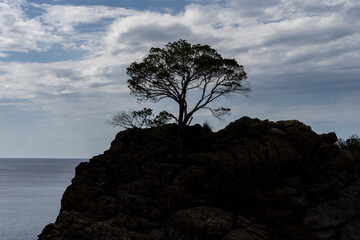 Sylwetka drzewa rosnącego na skale. Sa Calobra, wyspa Majorka. 