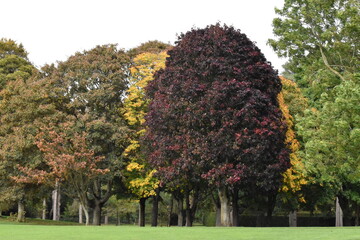 Autumn in Kilkenny Castle Park, Kilkenny.