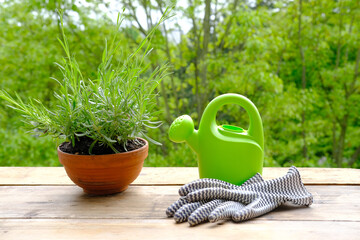 terracotta ceramic pot with young plants of garden lavender, Lavandula, green watering can for...