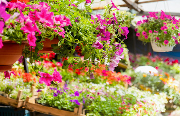 Ornamental plants petunia atkinsiana flowers and plants.