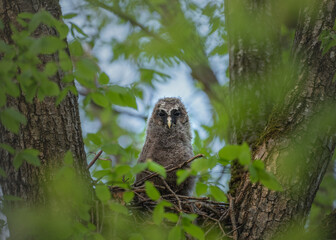 Ural Owl, Strix uralensis chicks in the nest.