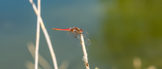 Close-up view of a red dragonfly perched on a reed