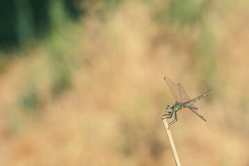 Close-up view of a dragonfly perched on a reed