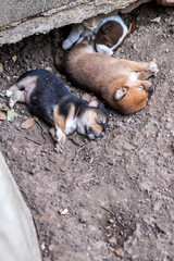 Close-up view of a group of Thai puppies sleeping on the ground.