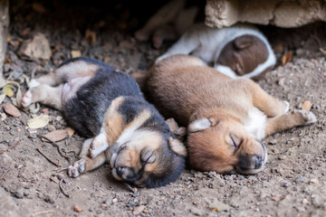 Close-up view of a group of Thai puppies sleeping on the ground.