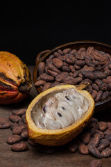 Cocoa pods. Dry and fresh seeds. Musilage seeds

