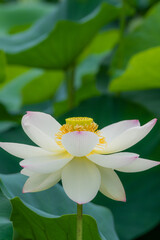 蓮の花（大阪市長居植物園）