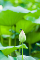蓮の花（大阪市長居植物園）