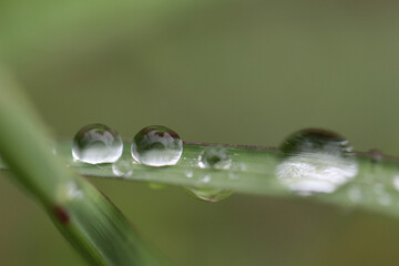 ヒメシバの葉に乗った複数の雨粒のマクロ。やや明るめの画像