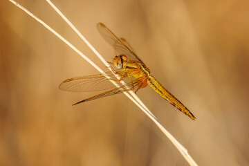 golden dragonfly (Orthetrum coerulescens) on a dry grass
