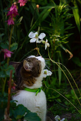 cat smell the flower