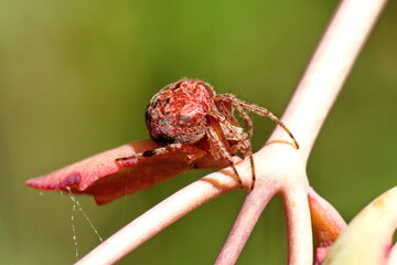 Funnel spider on a twig in a field in Cotacachi, Ecuador
