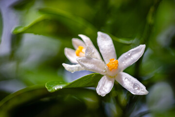 Fototapeta premium close up of a flower