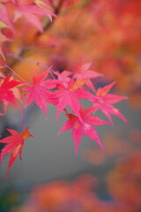 葉っぱが語る秋の知らせ