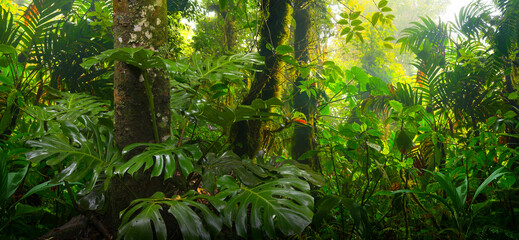 Central American Rain Forest, Costa Rica - obrazy, fototapety, plakaty