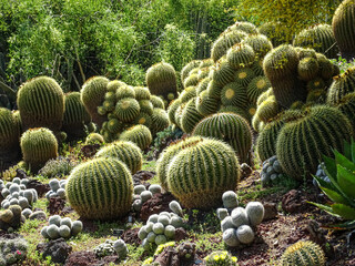 Golden Barrel Cactus