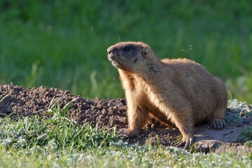 Wild steppe marmot, bobak, stands on top of a hole on a spring sunny day in its natural habitat close-up.