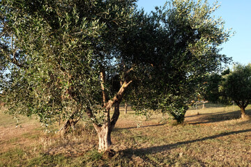 plantation of small and large olive trees in the Roman countryside, Lazio Maremma, leaves in the sun in June, summer
