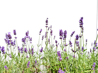 lavender flowers isolated in white background