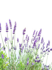 lavender flowers isolated in white background