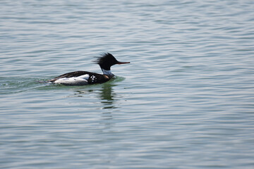 Red-breasted Merganser swimming on the lake