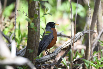 american robin perched on a branch